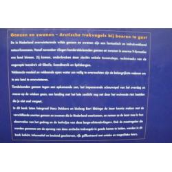 Ganzen en Zwanen door Bart Ebbinga