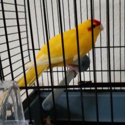 Kakariki pop geel 2019.