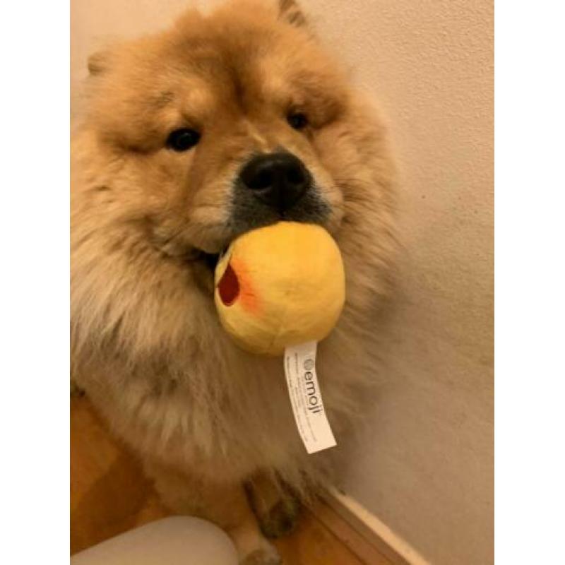 ter dekking prachtige gezonde teef chow chow