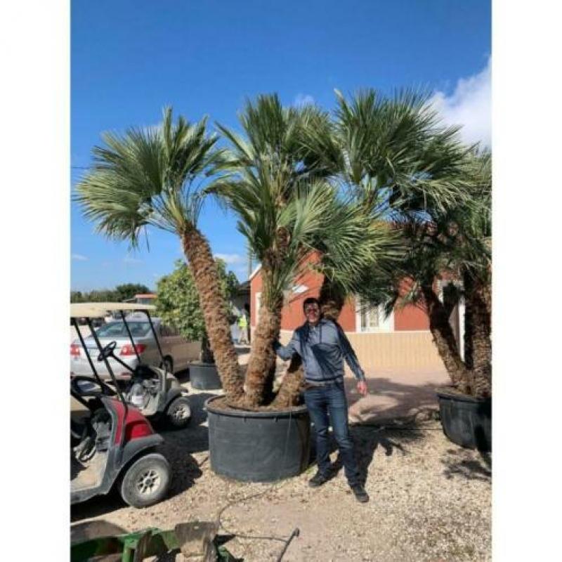 Chamaerops Humilis - Europese Dwergpalm 600-750cm art46200