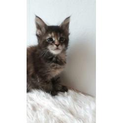 dieren. katten van Maine Coon met stamboom
