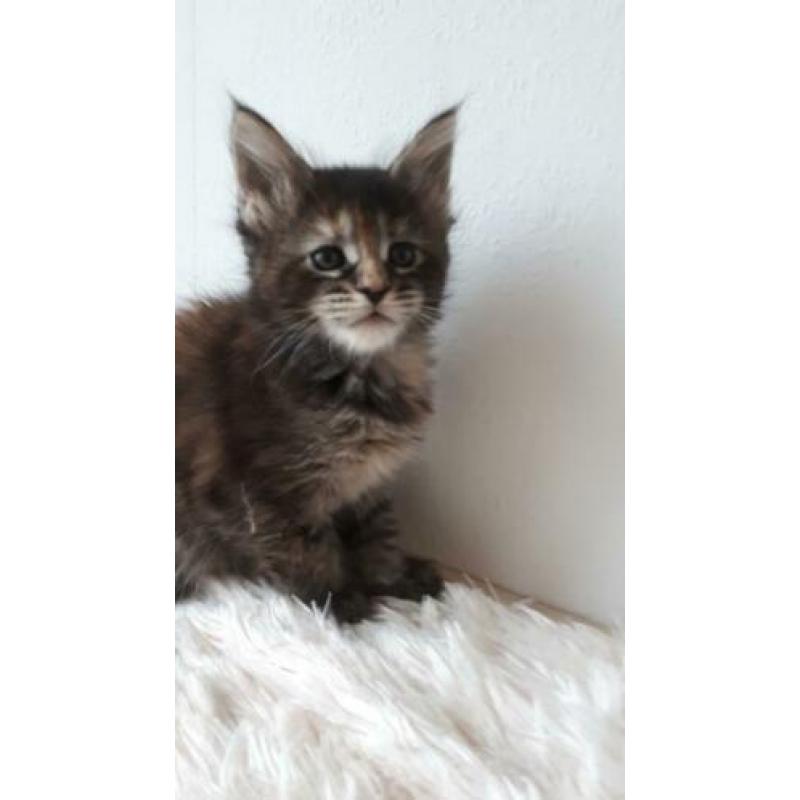 dieren. katten van Maine Coon met stamboom