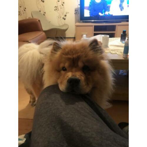 ter dekking prachtige gezonde teef chow chow