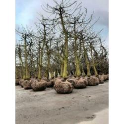 Perenbomen appelbomen kersenbomen fruitbomen