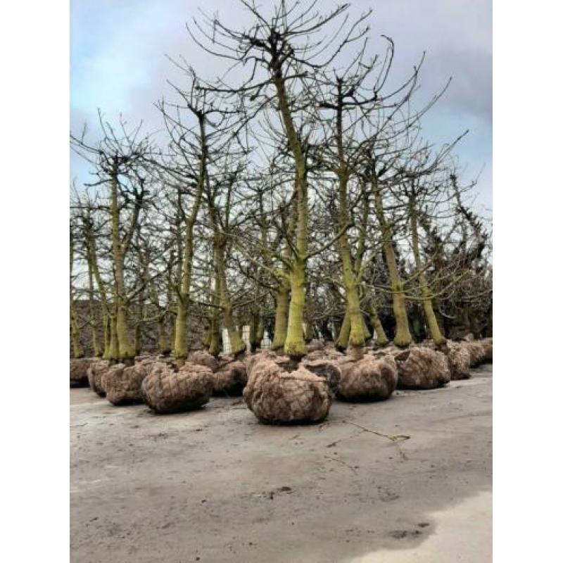 Perenbomen appelbomen kersenbomen fruitbomen