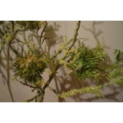 2 decoratieve groene kunsttakken