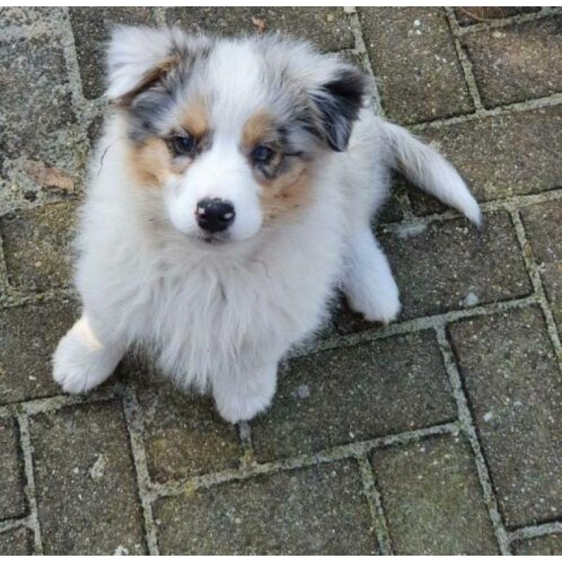 Australian Shepherd - Blue merle teefje