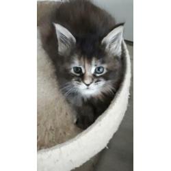 dieren. katten van Maine Coon met stamboom