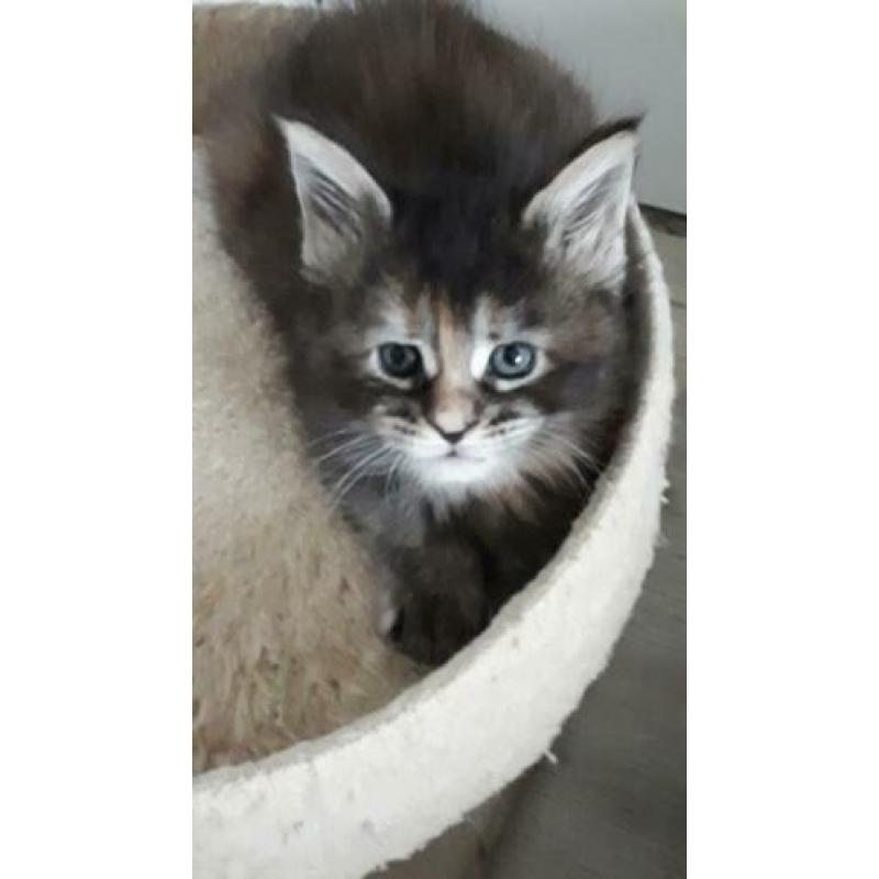 dieren. katten van Maine Coon met stamboom