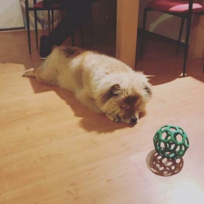 ter dekking prachtige gezonde teef chow chow