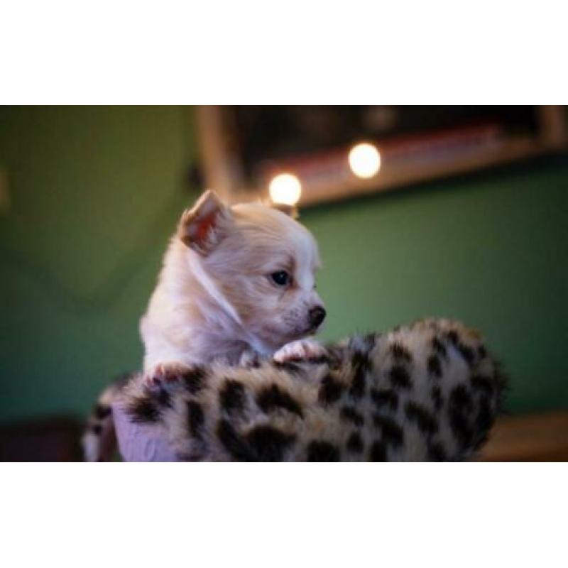 Prachtige chihuahua pups
