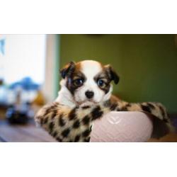 Prachtige chihuahua pups