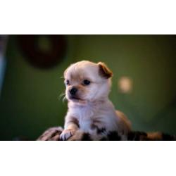 Prachtige chihuahua pups