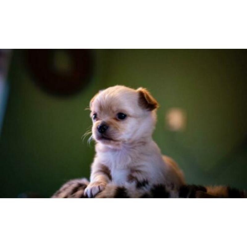 Prachtige chihuahua pups