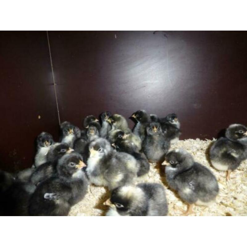Broedeieren van de grote NH Blauwe kip