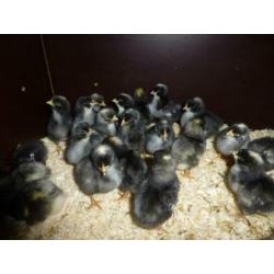 Broedeieren van de grote NH Blauwe kip