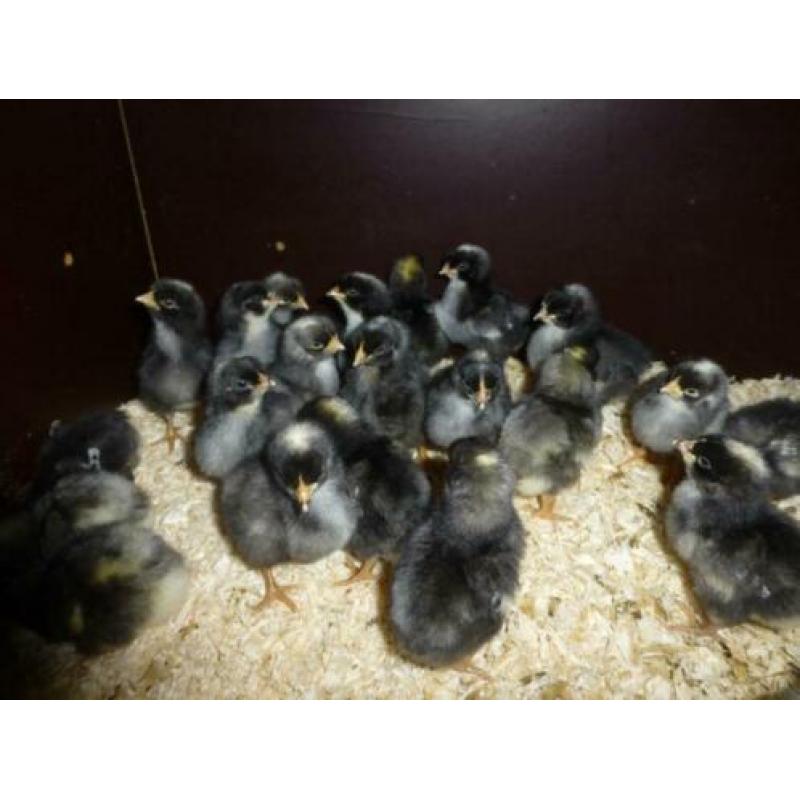 Broedeieren van de grote NH Blauwe kip