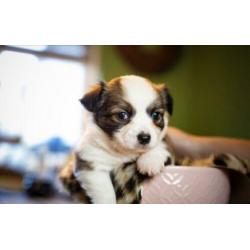 Prachtige chihuahua pups