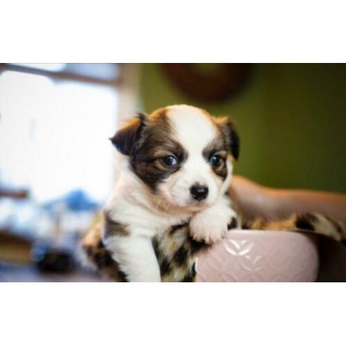 Prachtige chihuahua pups