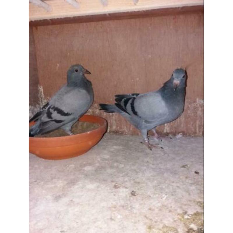 2 jonge duiven