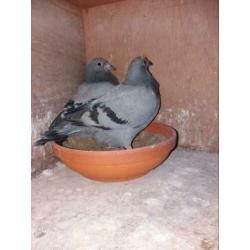 2 jonge duiven