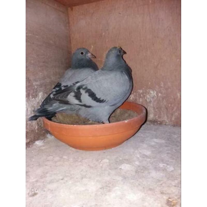 2 jonge duiven