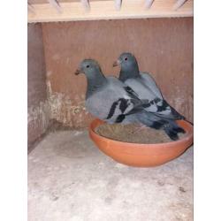 2 jonge duiven
