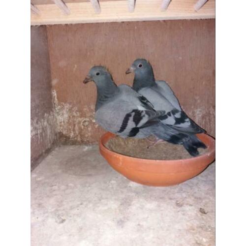2 jonge duiven