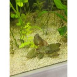 Aquariumplanten