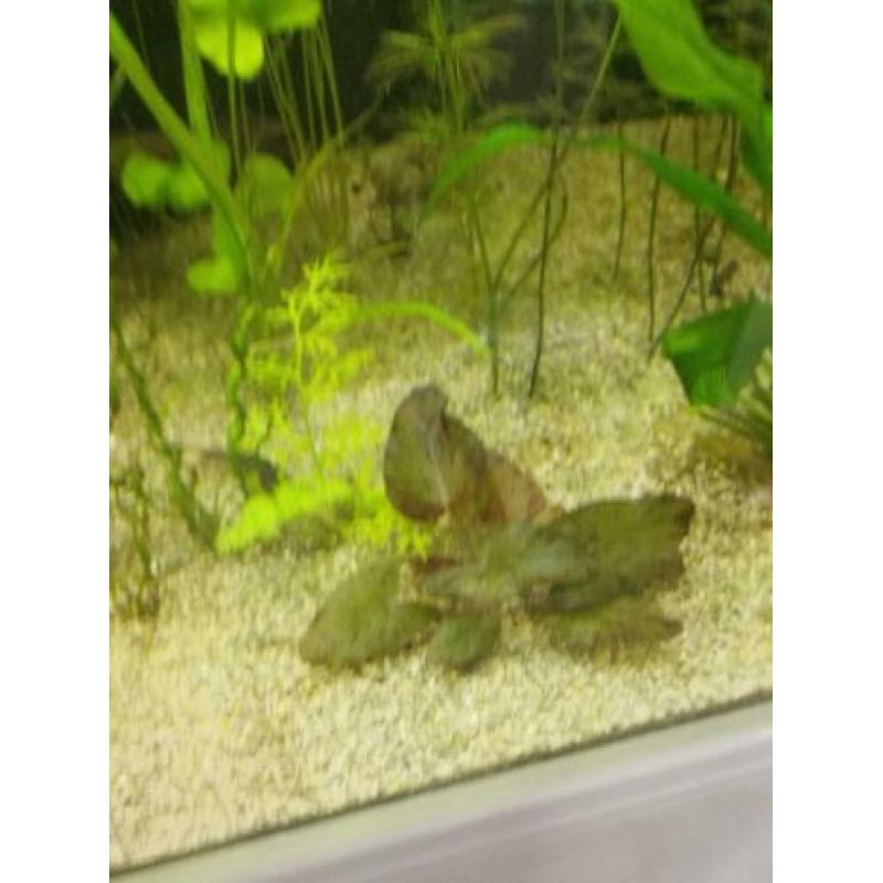 Aquariumplanten
