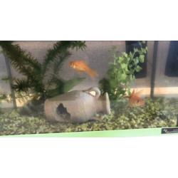 Aqualantis aquarium 17 liter + extra’s