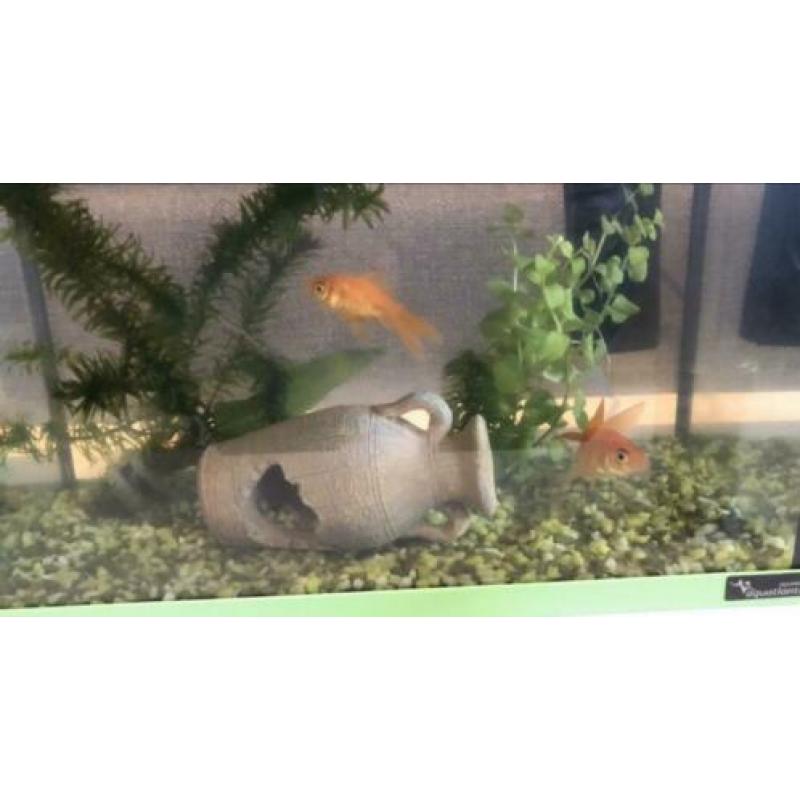 Aqualantis aquarium 17 liter + extra’s