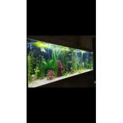 Aquariumplanten