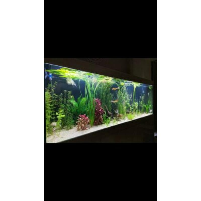 Aquariumplanten