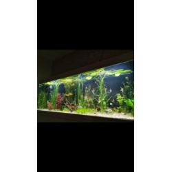 Aquariumplanten