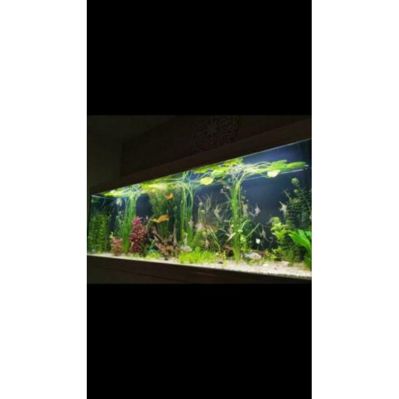 Aquariumplanten
