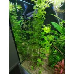Aquariumplanten