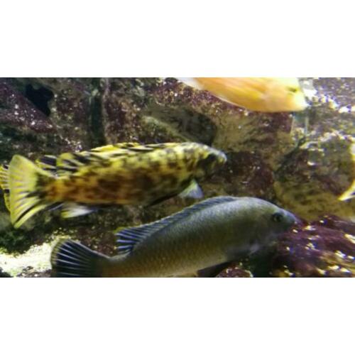 Labeotropheus fuelleborni "Chinyankwazi" MC/OB