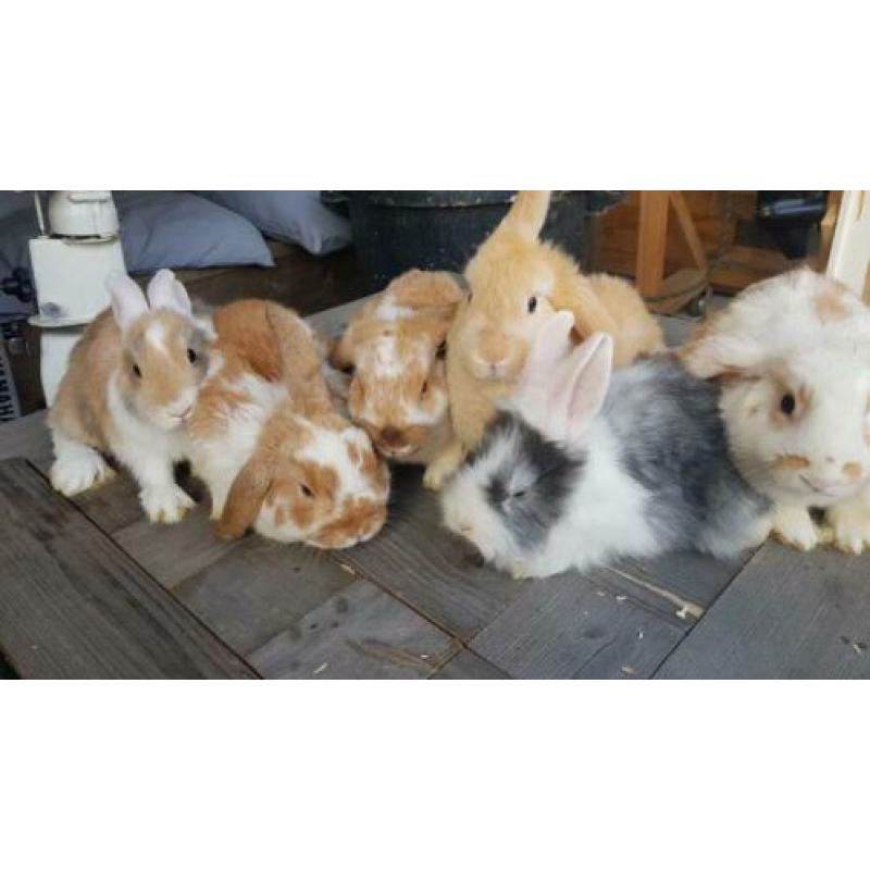 Jonge hangoortjes