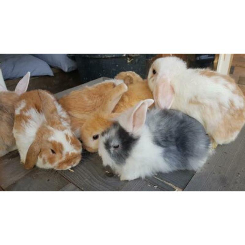Jonge hangoortjes