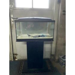 Aquarium met verlichting en accessoires op zwarte poot.