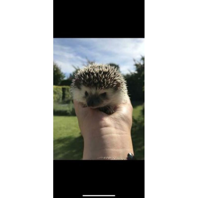 Afrikaanse witbuikegel mannetje