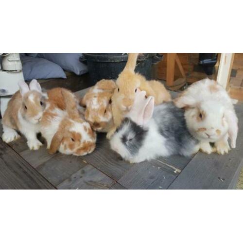 Jonge hangoortjes