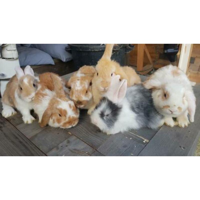 Jonge hangoortjes