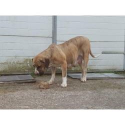 Pups: Fila brasileiro (75%) × Boerboel (25%)