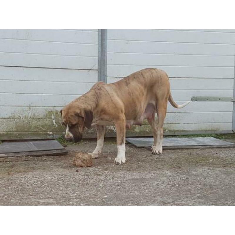 Pups: Fila brasileiro (75%) × Boerboel (25%)