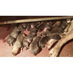 Pups: Fila brasileiro (75%) × Boerboel (25%)
