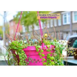 Peperomia prostrata, uit Z-Amerika, stekjes x 3 (hangplant)