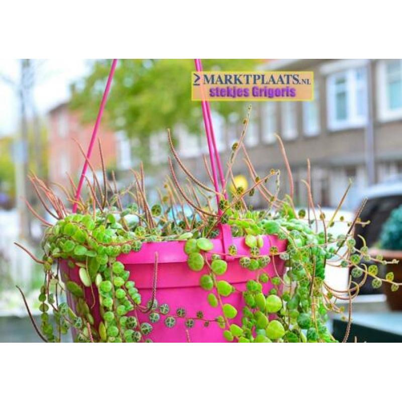 Peperomia prostrata, uit Z-Amerika, stekjes x 3 (hangplant)