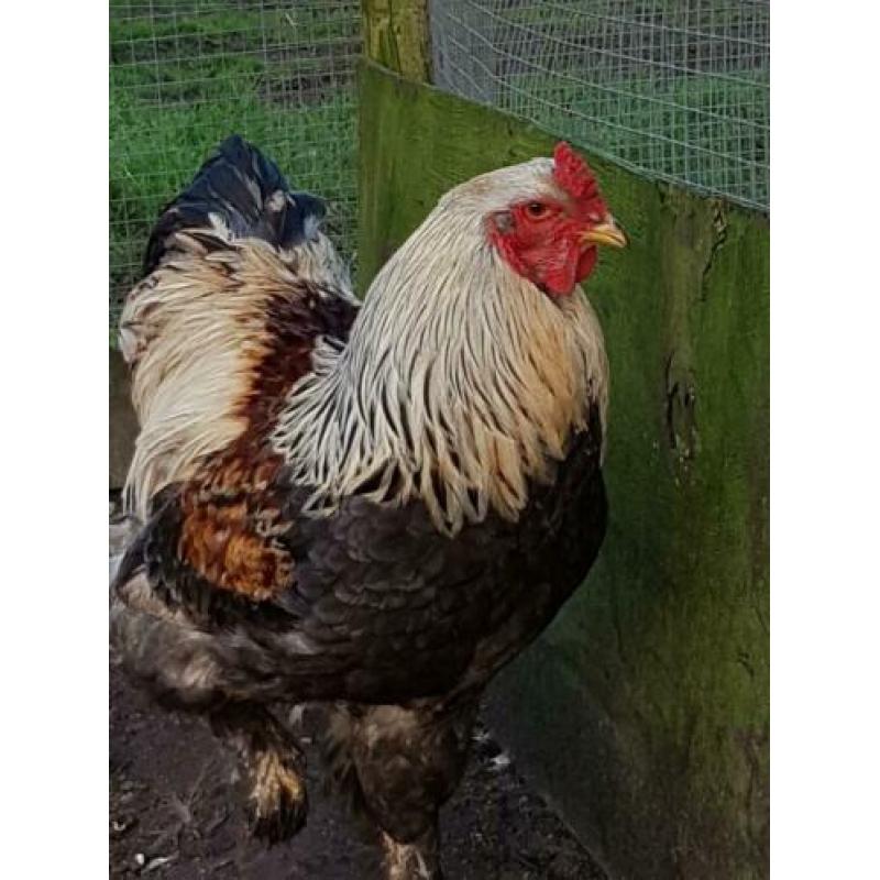 Broedeieren van de grote Brahma